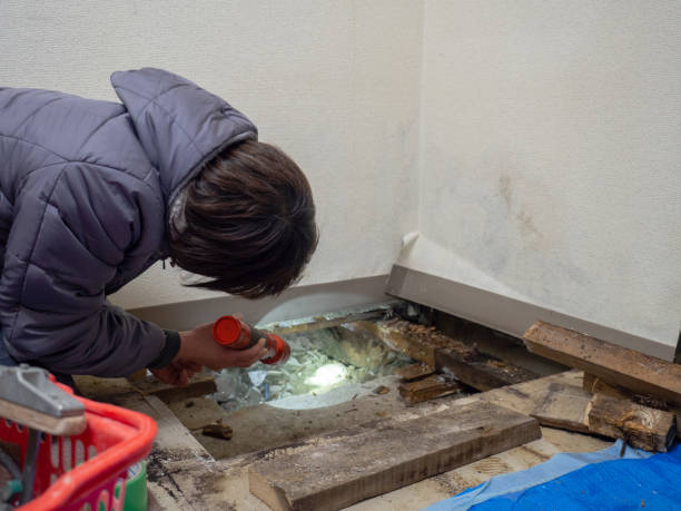 Best Mold Removal for HVAC Installations  in Iola, KS