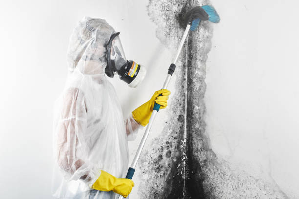 Best Commercial Mold Inspection  in Iola, KS