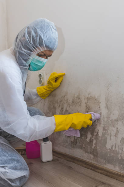 Best Asbestos and Lead Testing During Mold Inspection  in Iola, KS